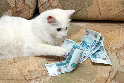 Cat_money