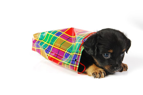 pup_roll