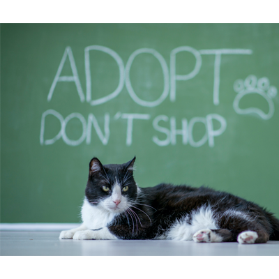 adopt-shop-1