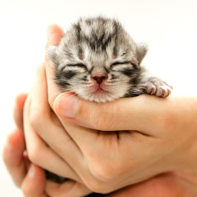 cat-hand-1