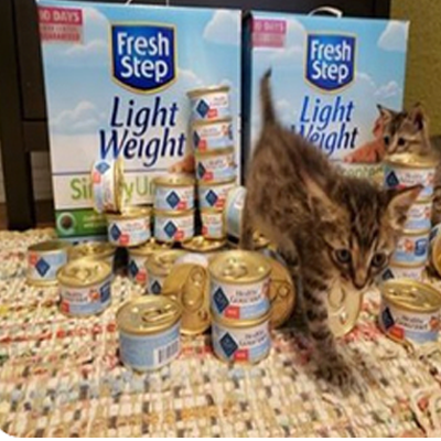 cat-litter-1