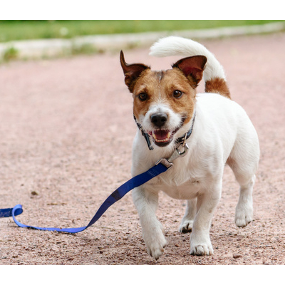 help-dog-1