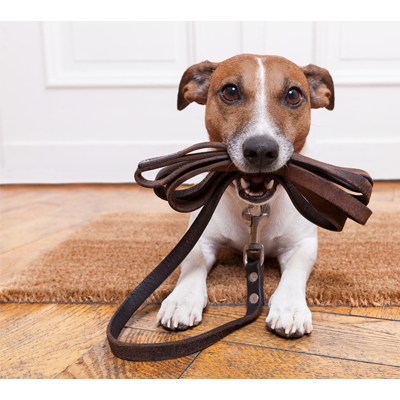pup-leash-1
