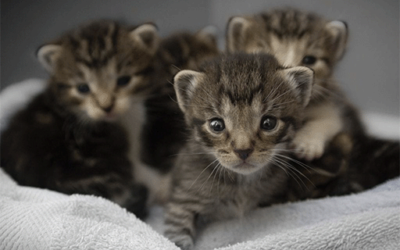 Kitten Season – Part 1